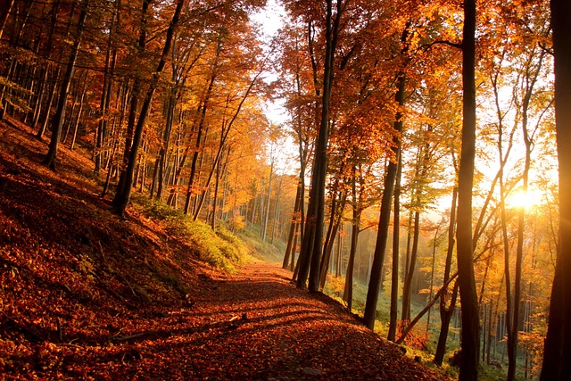 beginner hikers on easy trail Ontario forest advice